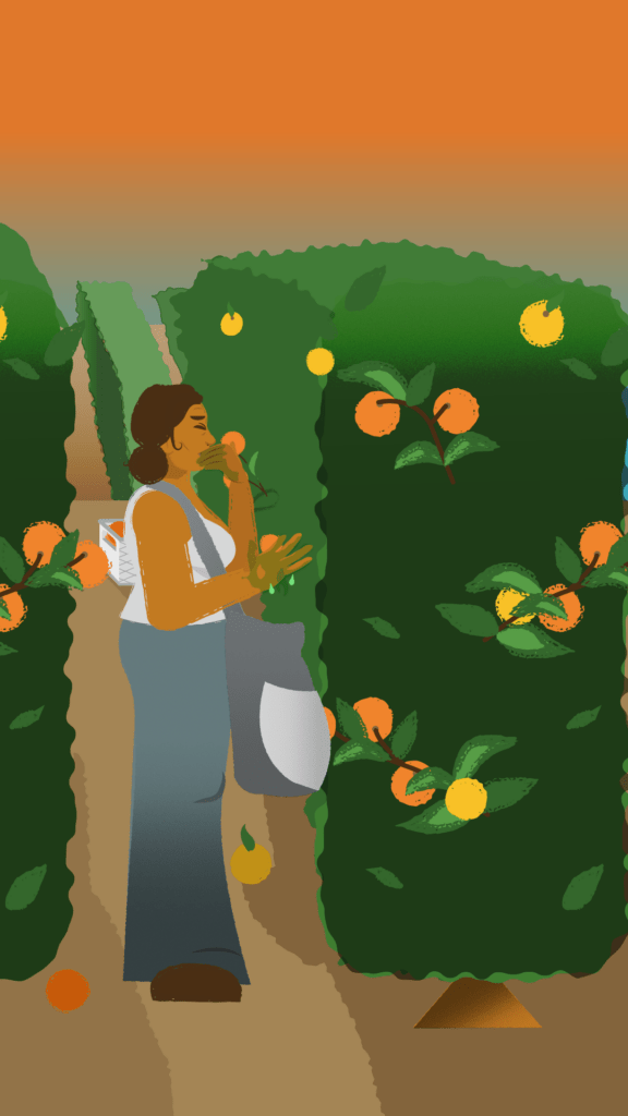 Frau arbeitet auf Orangenplantage